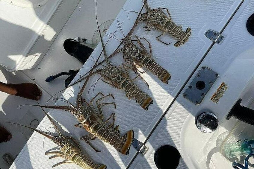 Several lobsters on a white surface, likely a boat deck, with metal fixtures and a drain visible. 2