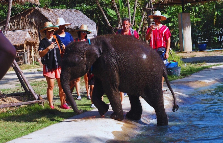 Picture 7 for Activity Bangkok: Elephant Care Experience at Bangkok Elephant Park 2