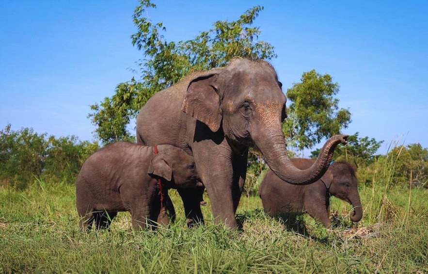 Bangkok: Elephant Care Experience at Bangkok Elephant Park 1