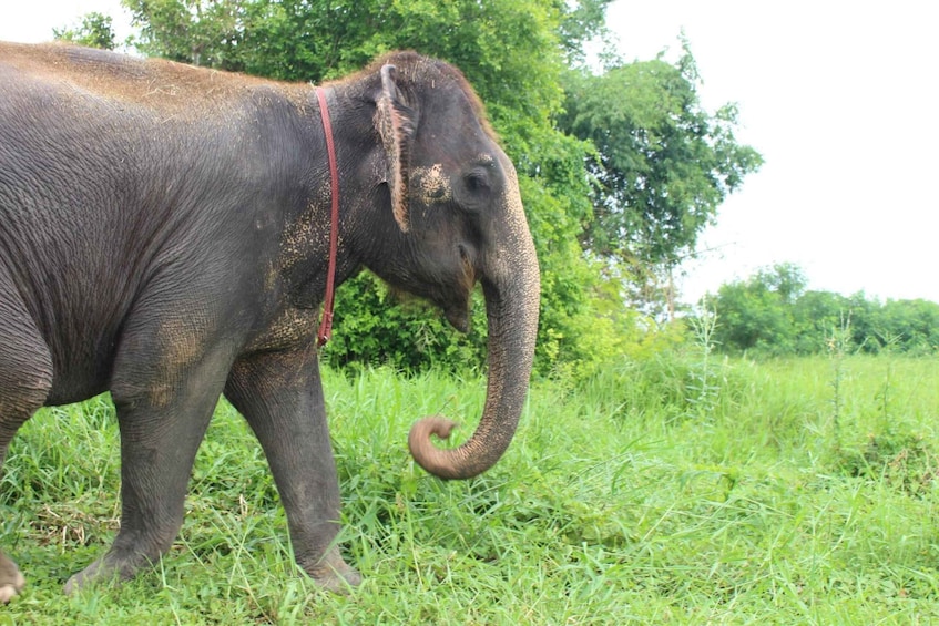 Picture 15 for Activity Bangkok: Elephant Care Experience at Bangkok Elephant Park 3