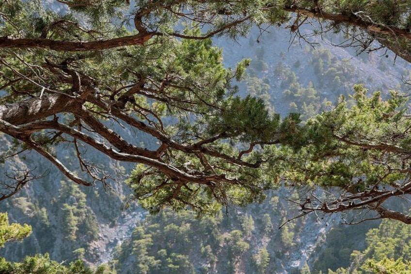 Chania: Samaria Gorge Private Experience–Full Day Adventure 4