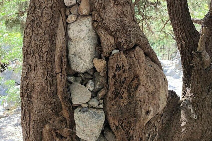 Chania: Samaria Gorge Private Experience–Full Day Adventure 5