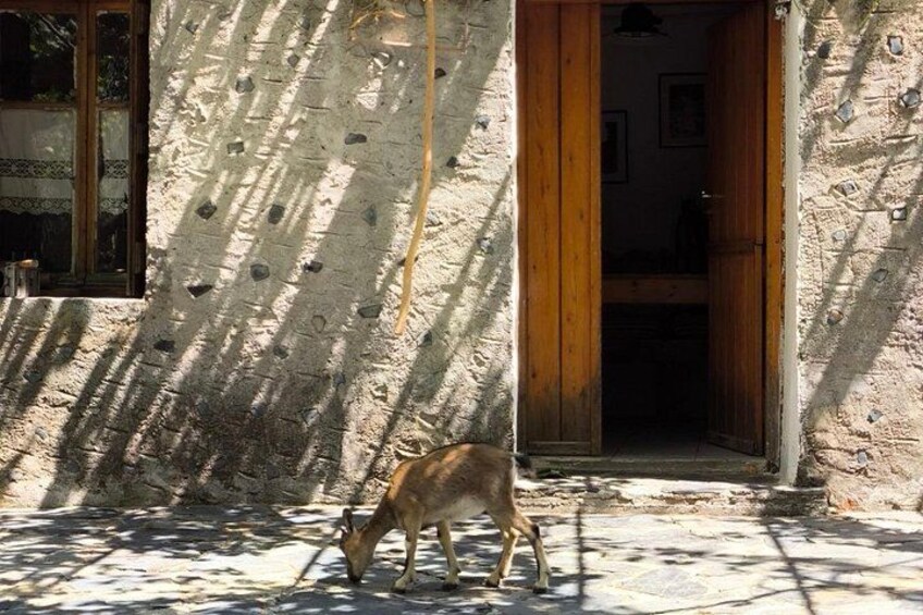 Chania: Samaria Gorge Private Experience–Full Day Adventure 2