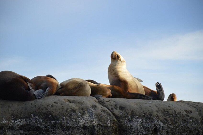 Puerto Madryn City Tour and Punta Loma Sea Lion Reserve 1