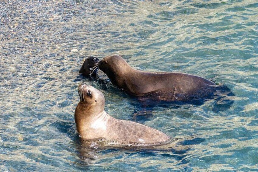 Puerto Madryn City Tour and Punta Loma Sea Lion Reserve 5