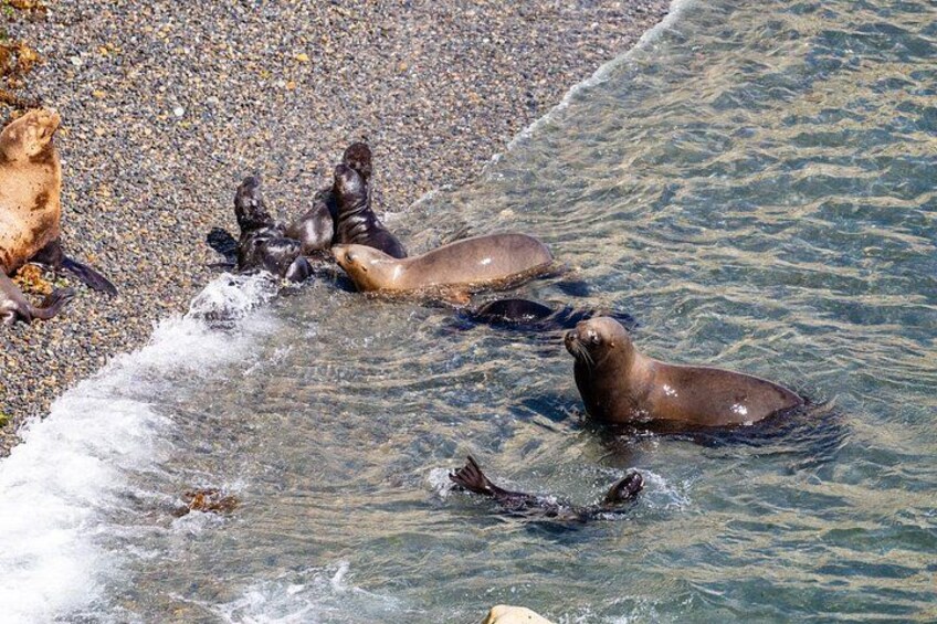 Puerto Madryn City Tour and Punta Loma Sea Lion Reserve 4