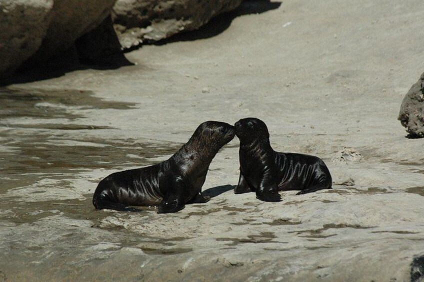 Puerto Madryn City Tour and Punta Loma Sea Lion Reserve 2