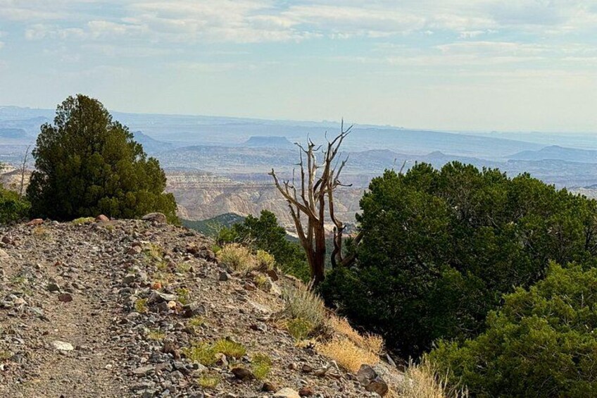 A rocky terrain with sparse vegetation, a prominent tree, and a distant view of a valley. 3