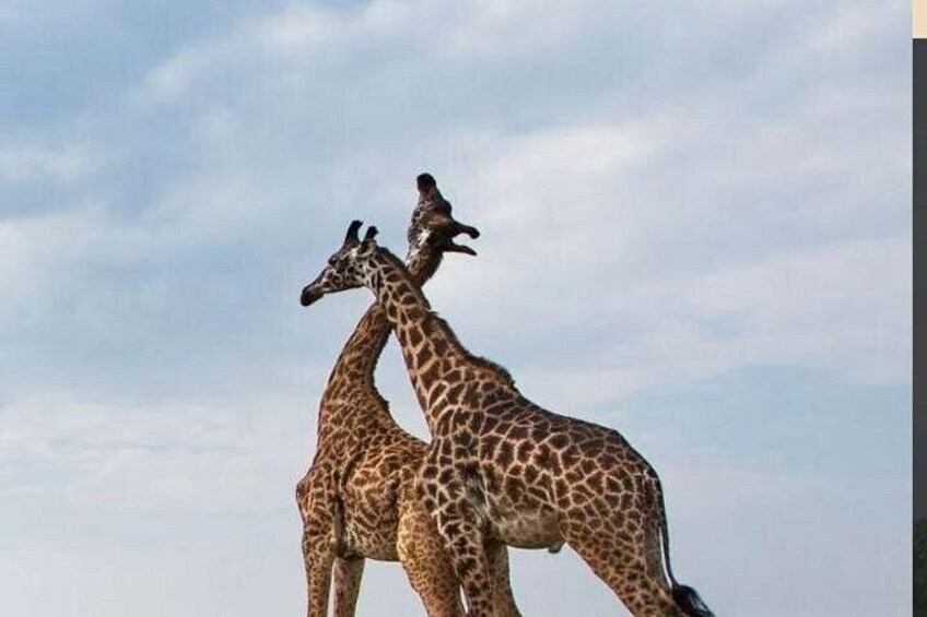 Two giraffes with a bird perched on one. 5