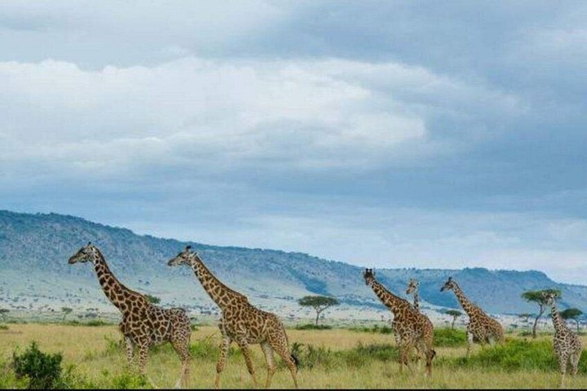 A group of giraffes walking across a grassy plain with a mountainous background. 1