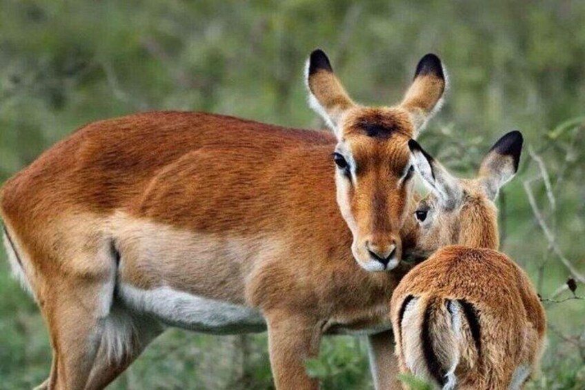 Two antelopes in a grassy field. 4