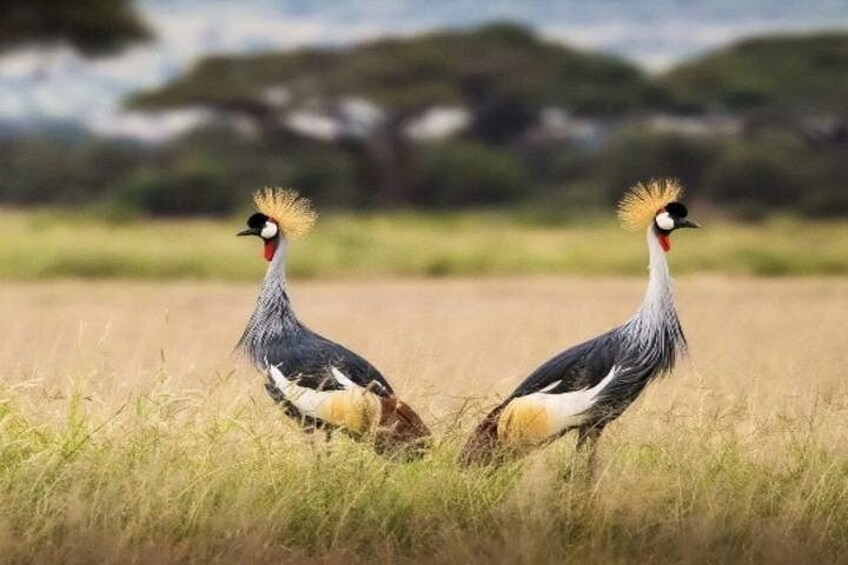 Two crowned cranes walking in a grassy field with trees in the background. 3