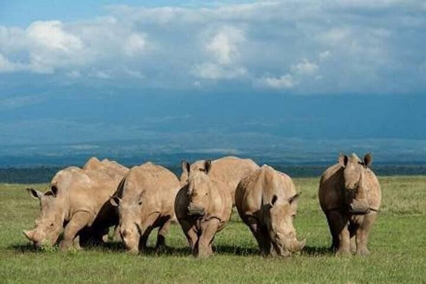 A group of rhinos grazing in a grassy field with a clear sky in the background. 2