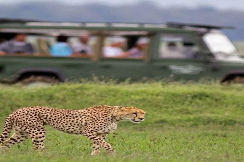 Un guépard marchant dans un champ d’herbe, avec un véhicule de safari en arrière-plan. 3