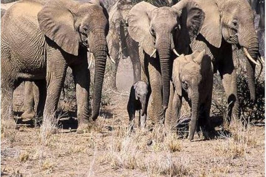 Un troupeau d’éléphants dans une savane aride. 1
