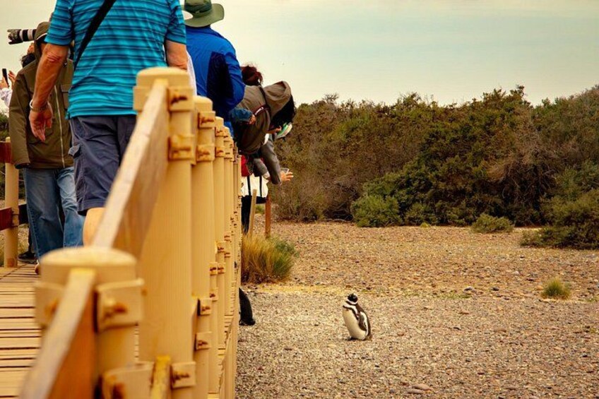A wooden bridge with people walking on it, a penguin on the ground, and a forest in the background. 3