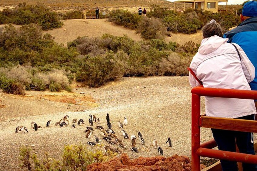 A group of penguins on a rocky terrain with sparse vegetation, a wooden fence, and a distant building. 2