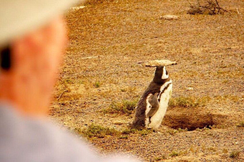 A bird standing on the ground with a rock balanced on its head. 4