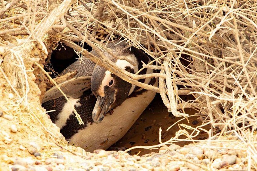 A bird with black and white plumage in a nest made of straw and twigs. 5