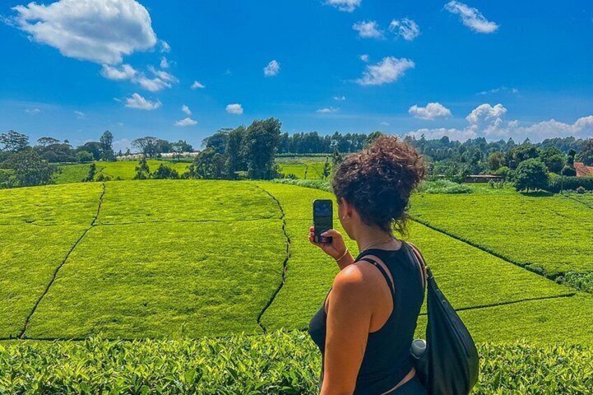 Tigoni Tea Farm Tours 4