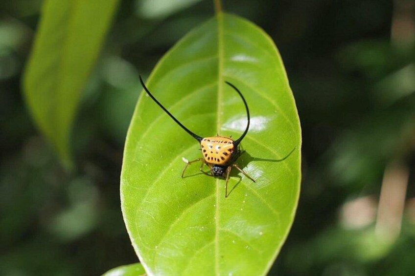 Koh Chang Highest Peak Jungle Experience with Hotel Pick up 2