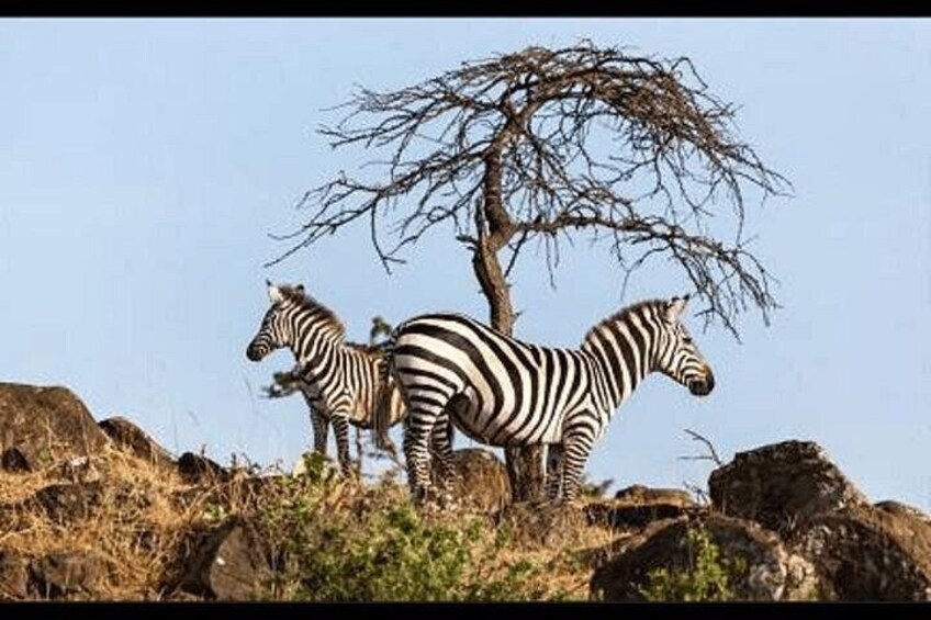 Zebras standing near a tree on a rocky terrain. 1
