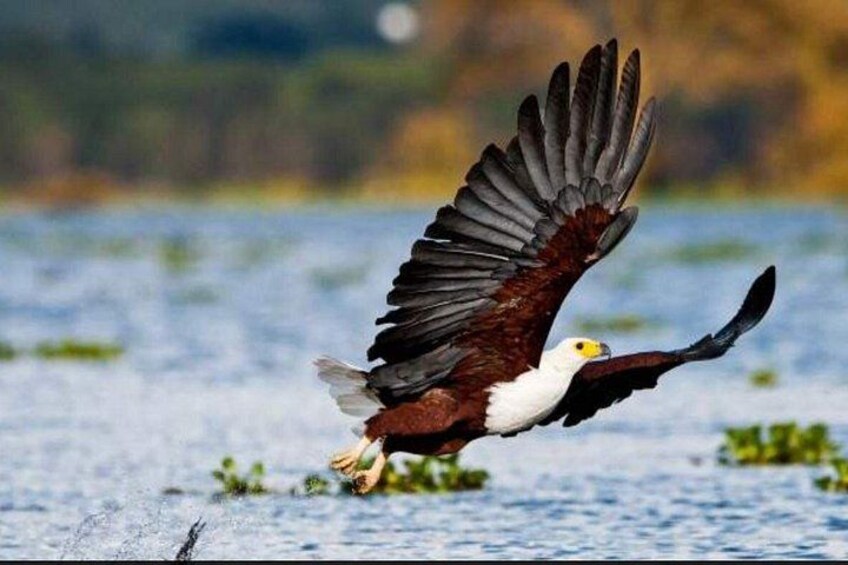 An eagle in flight over a body of water with a blurred natural background. 2