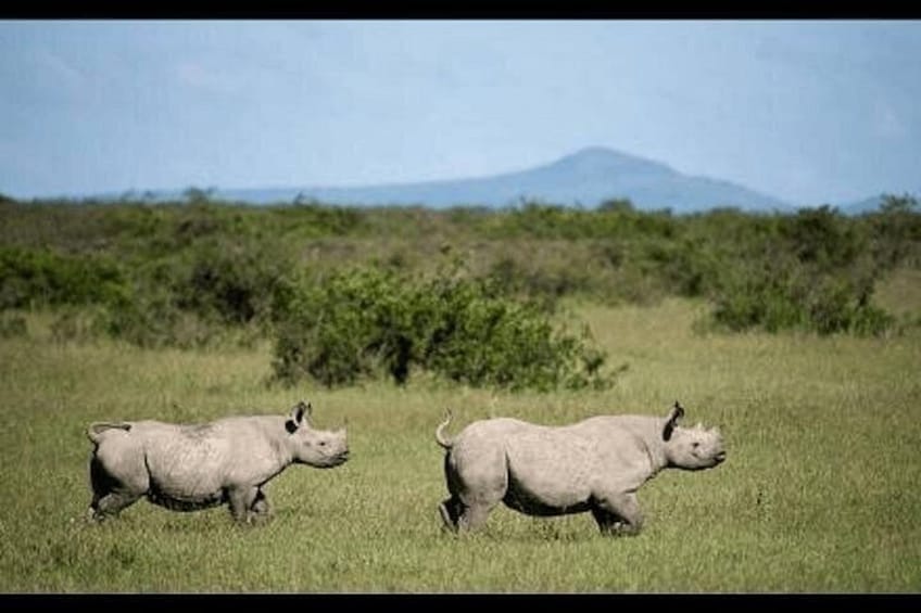 Two rhinos walking in a grassy field with a mountain in the background. 1