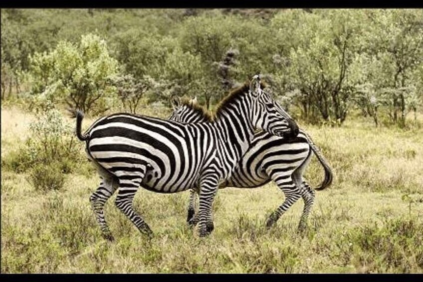Two zebras in a grassy field with trees in the background. 2