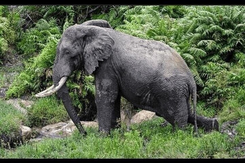 An elephant walking through a grassy area with dense green foliage in the background. 4