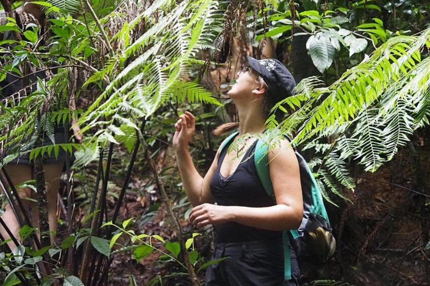 Full Day Koh Chang Highest Peak Jungle Trek and Waterfall 4