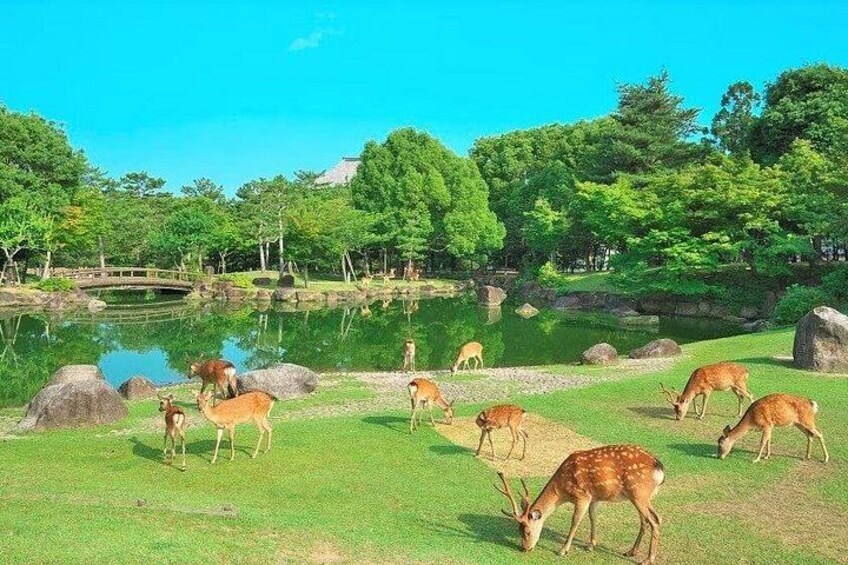 A group of deer grazing in a park with a pond and trees. 3