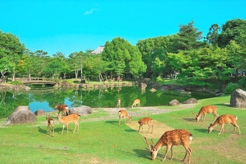 A group of deer grazing in a park with a pond and trees. 5