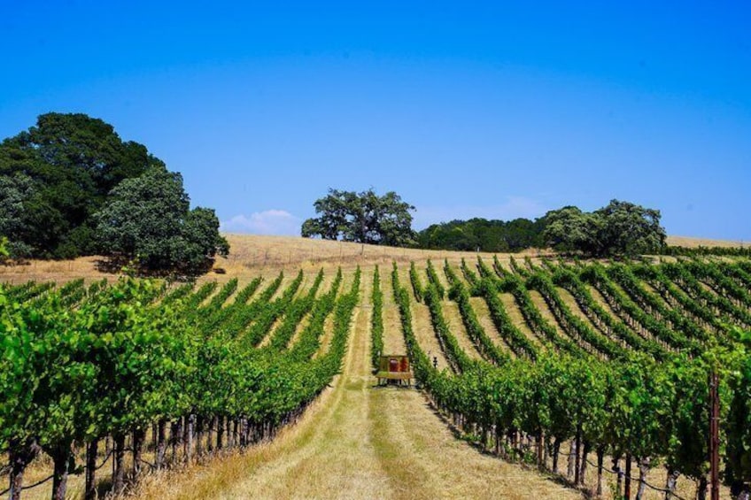 Sonoma Wine Tour - Private Access to Small Wineries 5