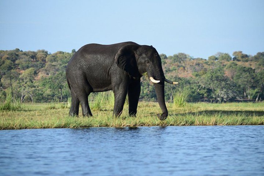 An elephant standing by a body of water with a forested hill in the background. 1