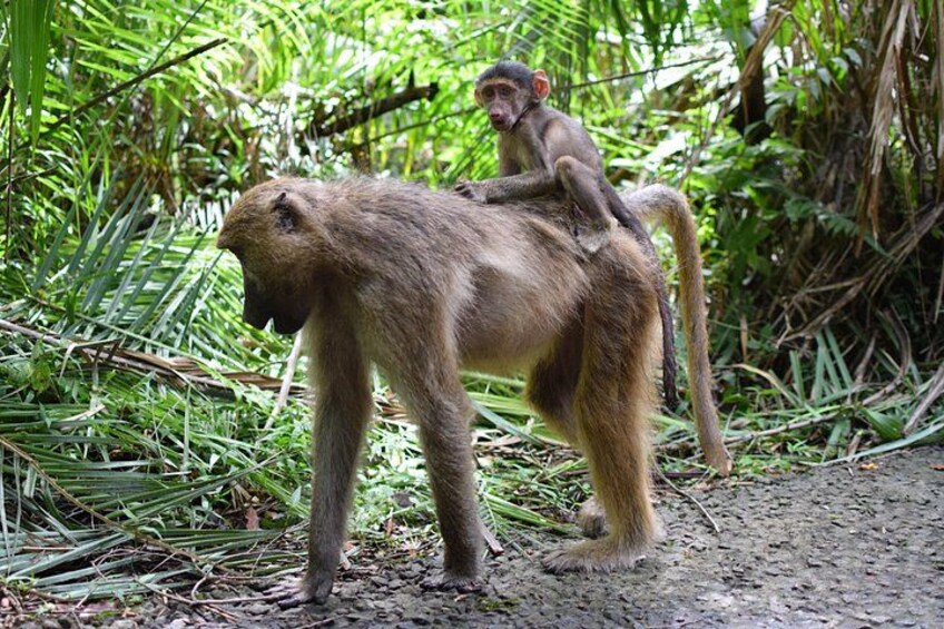 A monkey sitting on a large animal's back in a dense green forest. 4