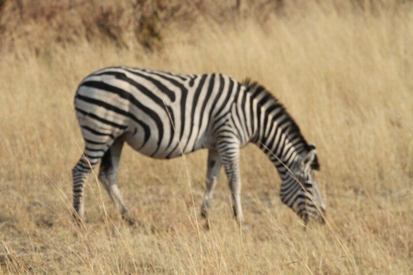 A zebra grazing in a grassy field. 3