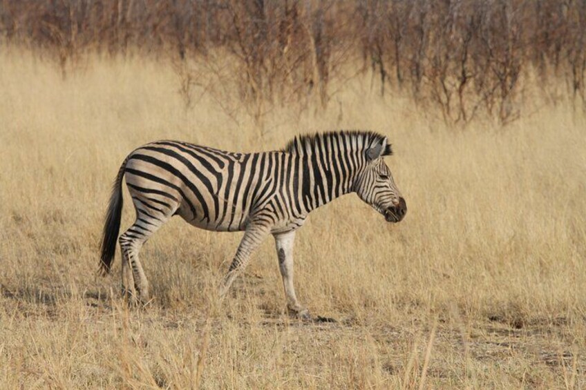 A zebra walking in a dry grassland with sparse trees in the background. 2