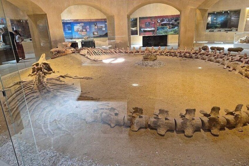 Una exhibición de museo con esqueletos de dinosaurios y una disposición circular de huesos. 4