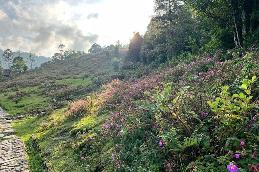 A lush hillside with wildflowers and a stone pathway. 2