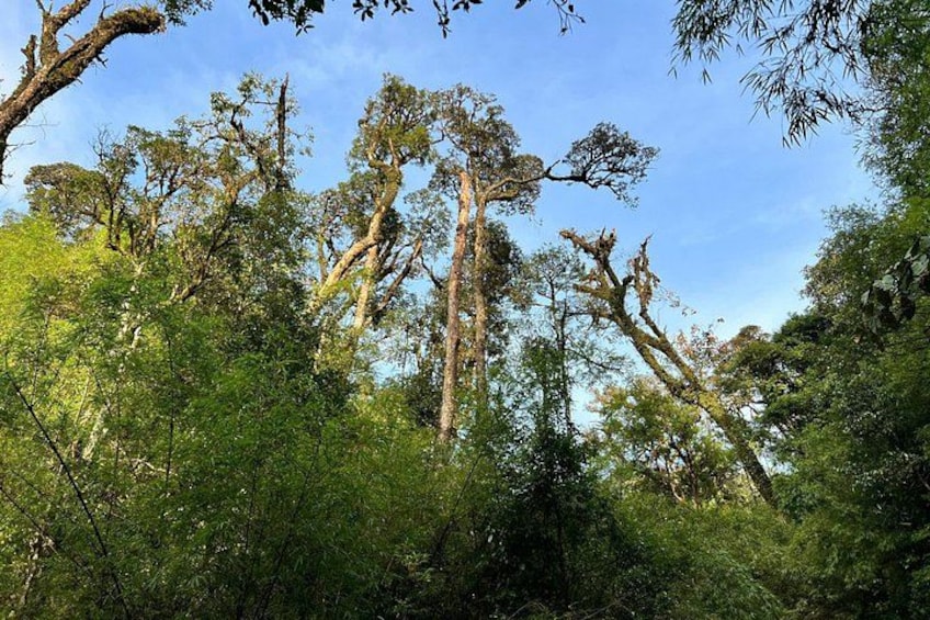 A dense forest with tall trees and a clear sky. 4