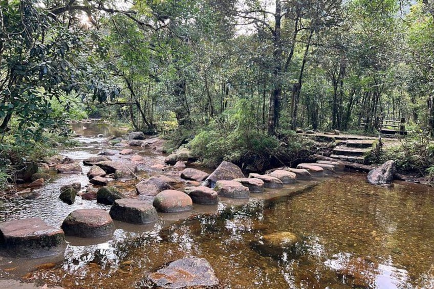 A natural stream with stepping stones, surrounded by dense forest. 5