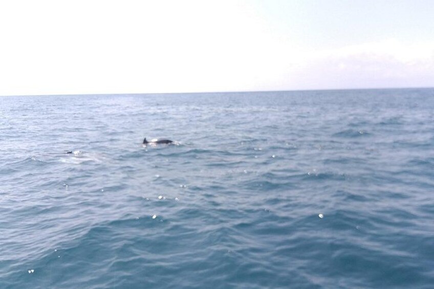 A calm sea with a dolphin swimming. 3