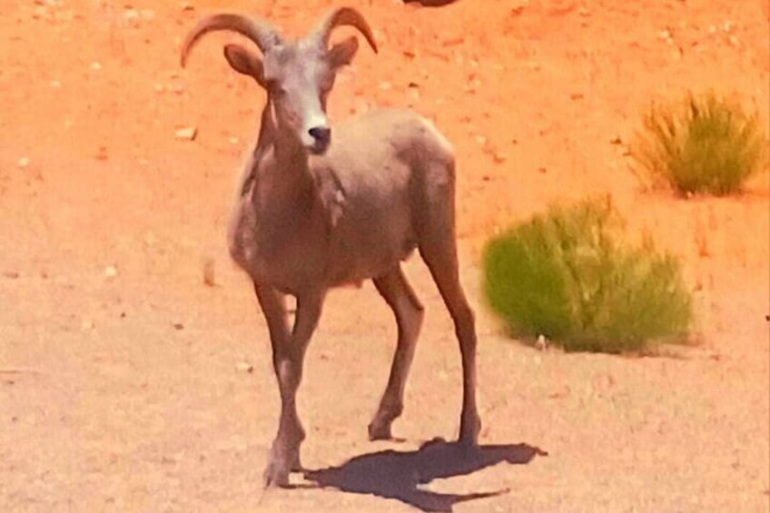 Una cabra montesa de pie en un desierto con poca vegetación. 2