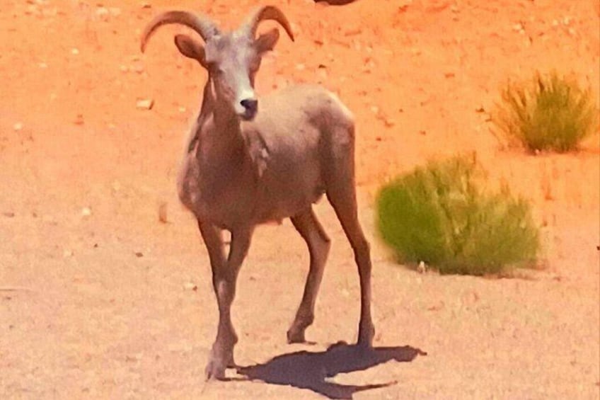 A mountain goat standing on a dirt path with sparse vegetation. 2