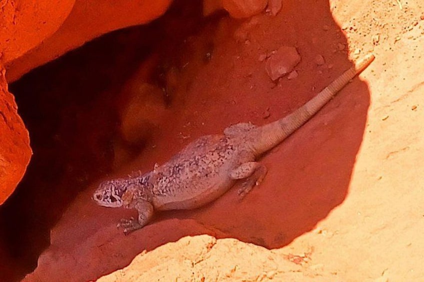 Un lézard sur une surface rocheuse de couleur rougeâtre. 2
