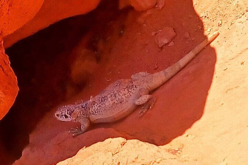 Un gecko sobre una superficie rocosa rojiza. 4