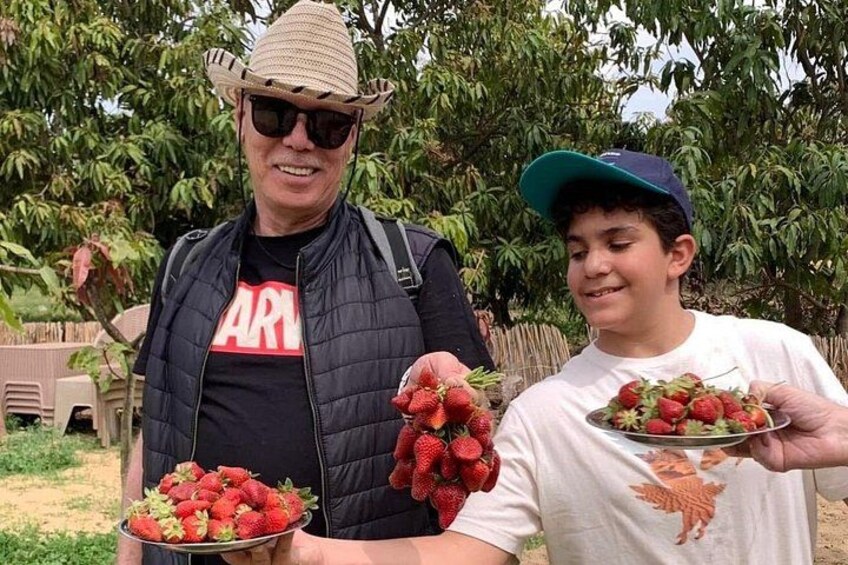 Shagie Farms Eco-Tourism Strawberry Picking Experience from Cairo 5