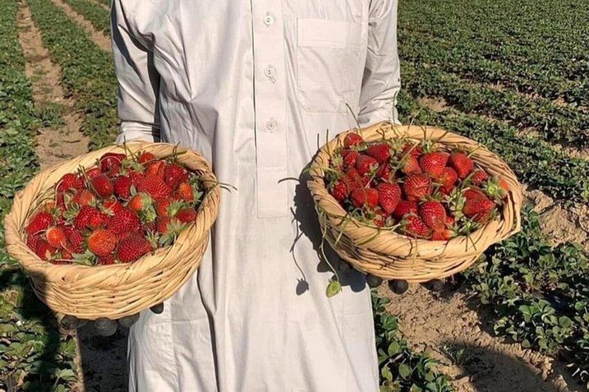 Shagie Farms Eco-Tourism Strawberry Picking Experience from Cairo 4
