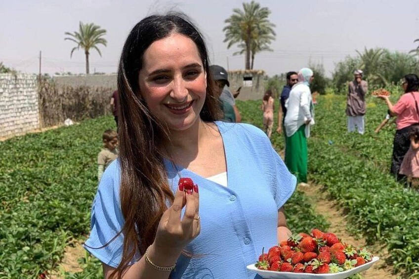 Shagie Farms Eco-Tourism Strawberry Picking Experience from Cairo 1